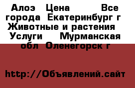 Алоэ › Цена ­ 150 - Все города, Екатеринбург г. Животные и растения » Услуги   . Мурманская обл.,Оленегорск г.